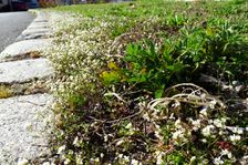 Breitenbrunn, Draba verna, Potentilla recta (& Veronica praecox)