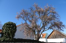 Breitenbrunn,Prunus dulcis & Hedera helix