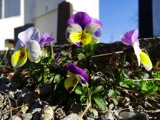 Breitenbrunn, Viola cf. x wittrockiana
