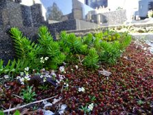 Breitenbrunn, Sedum acre, Draba verna & Sedum cf. forsterianum (?) at the cemetery