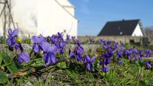 Breitenbrunn, Viola suavis