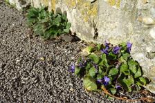 Breitenbrunn, Viola sp.