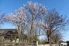 Breitenbrunn, Prunus dulcis & Fraxinus excelsior
