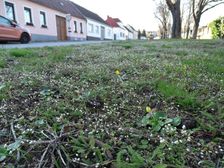 Breitenbrunn, Draba verna & Ficaria calthifolia