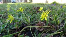 Breitenbrunn, Gagea pratensis