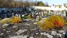 Breitenbrunn, moss on cemetery wall