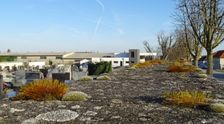 Breitenbrunn, moss on cemetery wall