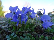 Breitenbrunn, Viola cf. hirta