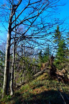 Veľký Rakytov 1142m