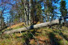 Veľký Rakytov 1142m