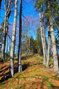 Veľký Rakytov 1142m