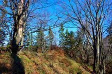 Veľký Rakytov 1142m