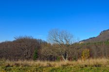 Smrekovica, bralá
