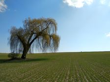 Smutná vŕba na mieste dopadu amerického vojaka