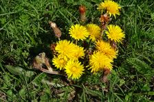 Hundsheim, cemetery, Taraxacum serotinum