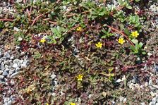 Hundsheim, cemetery, gravel path vegetation with Portulaca oleracea, Oxalis corniculata & Euphorbia maculata