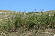 Hundsheim, Artemisia campestris etc.