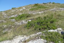 Hundsheimer Berg, Rhamnus saxatilis, Botryochloa ischaemum etc.