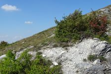 Hundsheimer Berg