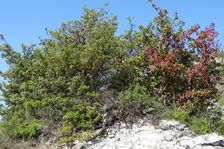 Hundsheimer Berg, Juniperus communis & Berberis vulgaris