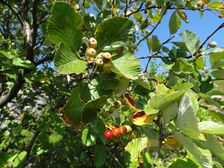 Hundsheimer Berg, Sorbus aria
