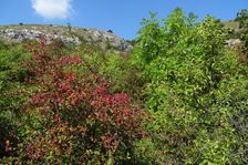 Hundsheimer Berg, Berberis vulgaris, Rhamnus cathartica, Fraxinus excelsior etc.
