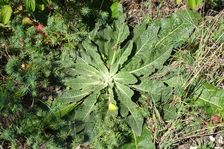 Hundsheimer Berg, Verbascum lychnitis & Euphorbia cyparissias