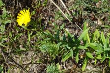 Hundsheimer Berg, Hieracium umbellatum & Euphorbia cyparissias