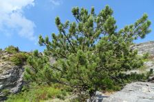 Hundsheimer Berg, Pinus nigra