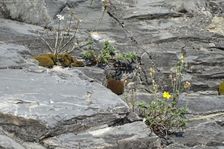 Hundsheimer Berg, Petrorhagia saxifraga & Helianthemum canum