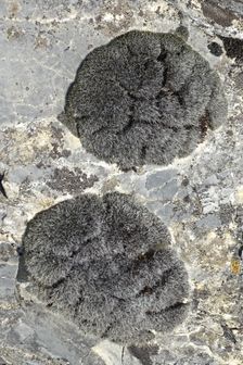 Hundsheimer Berg, moss on limestone: Grimmia sp.