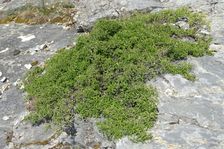 Hundsheimer Berg, Rhamnus saxatilis