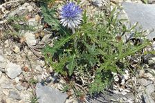 Hundsheimer Berg, Echinops ritro ruthenicus