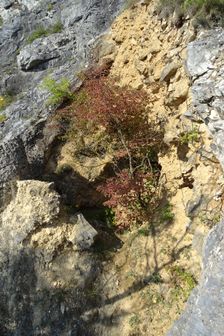 Hundsheimer Berg, Cornus sanguinea etc.