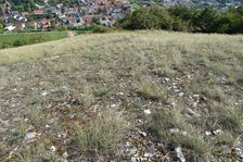 Hundsheimer Berg