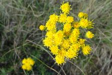 Hundsheimer Berg, Galatella linosyris