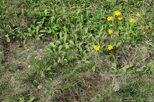 Hundsheimer Berg, Galatella linosyris, Inula oculus-christi & Allium lusitanicum