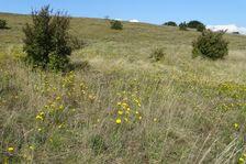 Hundsheimer Berg, Galatella linosyris, Cornus mas etc.