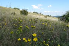 Hundsheimer Berg, Galatella linosyris