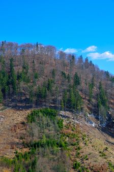 Malinie 964m, rúbanisko, omladina