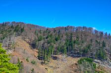 Malinie 964m, rúbanisko