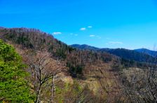 Malinie 964m, rúbanisko, omladina
