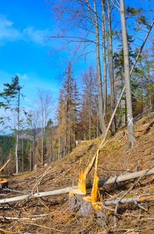 Mošovská lykožrútová katastrofa, vyťažená