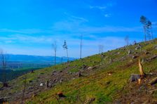 Mošovská lykožrútová katastrofa, vyťažená