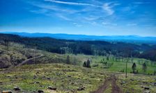 Mošovská lykožrútová katastrofa, vyťažená