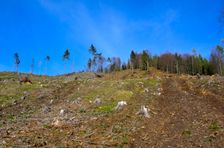 Mošovská lykožrútová katastrofa, vyťažená