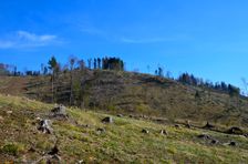 Mošovská lykožrútová katastrofa, vyťažená