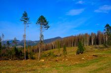 Mošovská lykožrútová katastrofa