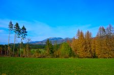 Mošovská lykožrútová katastrofa