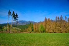 Mošovská lykožrútová katastrofa